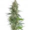 Семена сорта Amnesia Gold fem (Pyramid Seeds)
