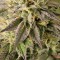 Семена сорта Remo Chemo fem (Dinafem Seeds)