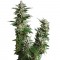 Семена сорта Auto Pyramid fem (Pyramid Seeds)