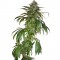 Семена сорта Santa Sativa fem (Dinafem Seeds)