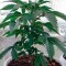 Семена сорта Blue Pyramid fem (Pyramid Seeds)