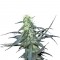 Семена сорта Hawaii Maui Waui fem (Nirvana Seeds)
