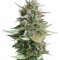 Семена сорта Strawberry Blue fem (World of Seeds)
