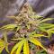 Семена сорта Insane OG Strain
