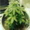 Семена сорта Northern Lights Auto Fem (Vision Seeds)