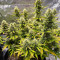Семена сорта Wedding Cake Autoflower fem (Easy Grow Seeds)