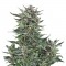 Семена сорта Easy Bud Auto fem (Royal Queen Seeds)
