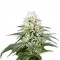 Семена сорта White Rhino fem (Green House Seeds)