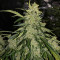 Семена сорта Auto American Pie fem (Pyramid Seeds)