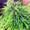 Семена сорта Blue Dream fem (Humboldt Seeds)