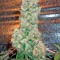 Семена сорта Bubba Kush reg (Humboldt Seeds)