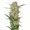 Семена сорта Northern Light fem (Royal Queen Seeds)