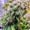 Семена сорта Fat Banana fem (Royal Queen Seeds)