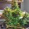 Семена сорта Auto Alpujarrena fem (Pyramid Seeds)