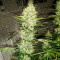 Семена сорта Gran Purple Banner Auto fem (Cali Buds Seeds)