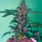 Семена сорта New York City fem (Pyramid Seeds)