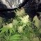 Семена сорта Big Bud (Snow White) reg (Nirvana Seeds)