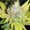 Семена сорта OG Kush (Dinafem Seeds)