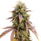 Семена сорта Florida Gaspack fem (Humboldt Seed Organization)
