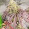 Семена сорта Grandaddy Banner fem (AlphaFem Seeds)