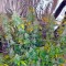 Сорт марихуаны Blue Kush