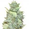 Семена сорта Bubba Gum Auto fem (Dr. Krippling Seeds)