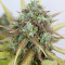 Семена сорта Shogun fem (Royal Queen Seeds)
