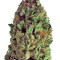 Семена сорта Budzilla fem (Heavyweight Seeds)