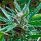 Сорт каннабиса Cheese XXL Autoflowering