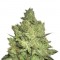 Семена сорта Jacky White fem (Paradise Seeds)