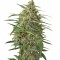 Семена конопли Moby Dick XXL Autoflowering fem