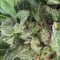 Семена сорта Auto NL fem (Female Seeds)
