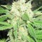 Семена сорта Diesel Glue (BCN Diesel) fem