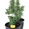 Семена сорта Easy Bud Auto fem (Royal Queen Seeds)