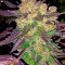 Семена сорта Black Cherry Punch fem (Pyramid Seeds)