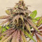 Семена сорта Persian Pie fem (Green House Seeds)