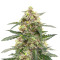 Микс семян конопли Sativa Mix fem (Herbies Seeds)
