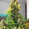 Семена сорта Auto Alpujarrena fem (Pyramid Seeds)
