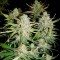 Семена сорта Super Critical Auto (Green House Seeds)