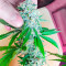 Семена сорта Kaya 47 fem (Advanced Seeds)