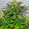 Семена сорта Jack Herer fem (Green House Seeds)