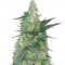 Семена сорта Bud Bud Bling Tingz fem (Dr. Krippling Seeds)
