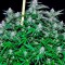 Семена сорта Critical + fem (Dinafem Seeds)