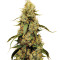 Семена сорта Jamnesia Haze fem (Dr. Krippling Seeds)