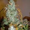 Семена сорта Critical Jack Autoflowering fem (Dinafem Seeds)