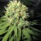 Семена сорта Green Gelato fem (Royal Queen Seeds)