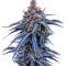 Семена сорта Insane OG Strain