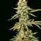 Семена сорта Auto Amnesium fem (Victory Seeds)