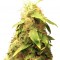 Семена сорта New York City fem (Pyramid Seeds)