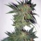 Семена сорта Magic Bud fem (Paradise Seeds)